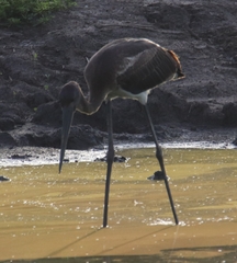 Ephippiorhynchus asiaticus