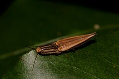 Parablacinae