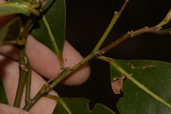 Cryptocarya