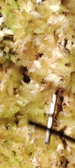 Sphagnum perichaetiale