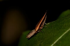 Parablacinae