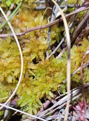Sphagnum perichaetiale