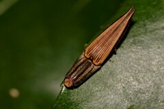 Parablacinae