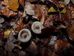 Tephrocybe rancida