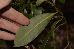Cryptocarya