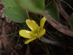 Ranunculus foliosus