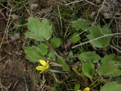 Ranunculus foliosus