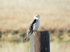 Elanus caeruleus caeruleus