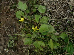 Ranunculus foliosus