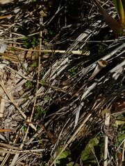 Anemonastrum tenuicaule