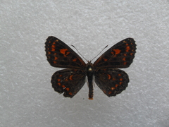 Melitaea trivia