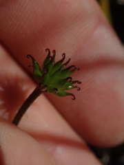Anemonastrum tenuicaule