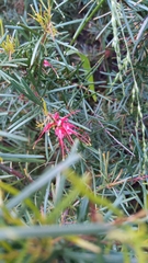 Grevillea juniperina