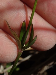 Anemonastrum tenuicaule