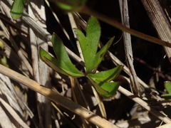 Anemonastrum tenuicaule