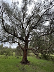 Eucalyptus fulgens