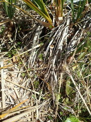 Anemonastrum tenuicaule