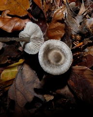Tephrocybe rancida