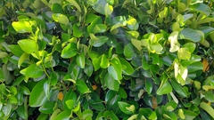 Griselinia lucida