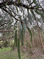 Eucalyptus fulgens