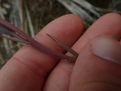 Thelymitra hatchii