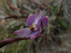 Thelymitra hatchii