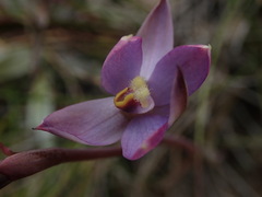 Thelymitra hatchii