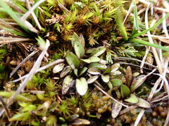 Gentianella amabilis