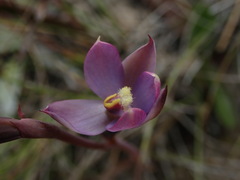 Thelymitra hatchii