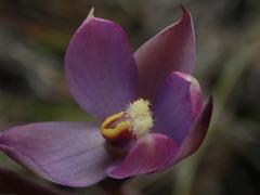 Thelymitra hatchii