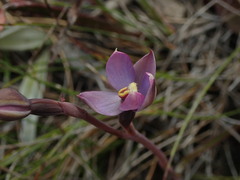 Thelymitra hatchii