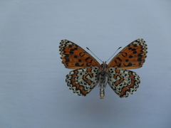 Melitaea trivia