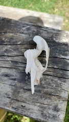 Oryctolagus cuniculus