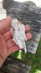 Oryctolagus cuniculus