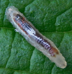 Episyrphus balteatus