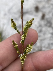 Micromyrtus littoralis