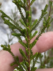 Micromyrtus littoralis