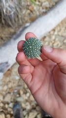 Evechinus chloroticus