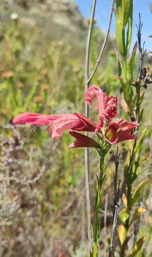 Hot Sage (Salvia thermarum)