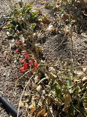 Penstemon rostriflorus
