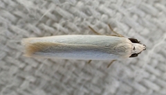 Scieropepla polyxesta