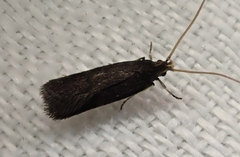 Lecithocera