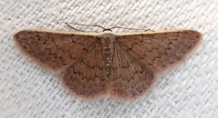 Idaea inversata