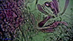 Cuphophyllus cereopallidus