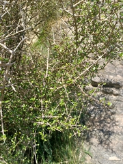 Coprosma propinqua propinqua
