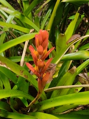Bromelioideae