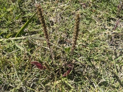 Plantago myosuros
