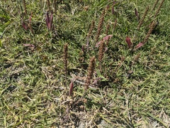 Plantago myosuros