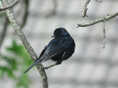 Melaenornis pammelaina