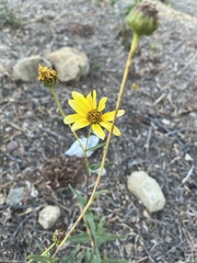 Helianthus californicus